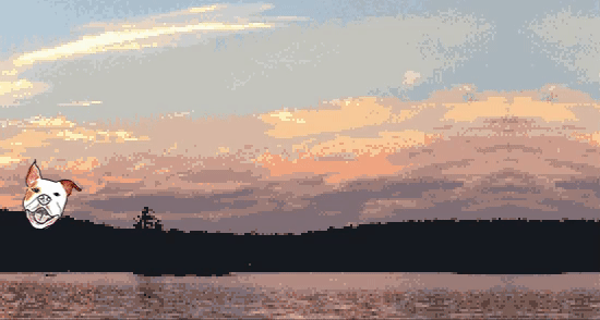 zoomies gif